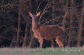 <p>JELEN LESNÍ (Cervus elaphus) Šluknovsko - Valdek /Red deer - Rothirsch/</p>